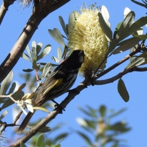 Phylidonyris novaehollandiae at North Narooma, NSW - 7 Jul 2023