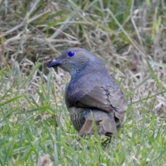 Ptilonorhynchus violaceus (Satin Bowerbird) at Narooma, NSW - 7 Jul 2023 by GlossyGal