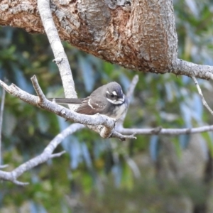 Rhipidura albiscapa at Narooma, NSW - 7 Jul 2023