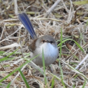 Malurus cyaneus at Narooma, NSW - 7 Jul 2023 02:18 PM