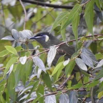 Meliphaga lewinii (Lewin's Honeyeater) at Narooma, NSW - 7 Jul 2023 by GlossyGal