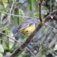 Eopsaltria australis at Narooma, NSW - 7 Jul 2023