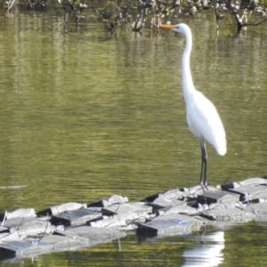 Ardea alba at Narooma, NSW - 7 Jul 2023