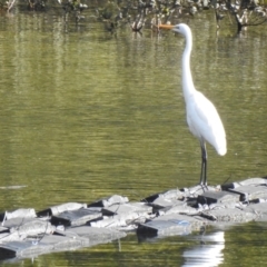Ardea alba (Great Egret) at Narooma, NSW - 7 Jul 2023 by GlossyGal