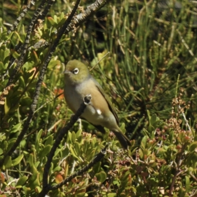 Zosterops lateralis (Silvereye) at Narooma, NSW - 8 Jul 2023 by GlossyGal