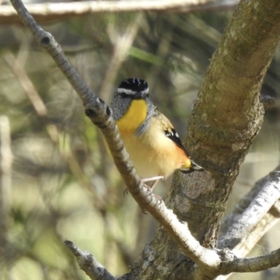 Pardalotus punctatus (Spotted Pardalote) at Narooma, NSW - 8 Jul 2023 by GlossyGal