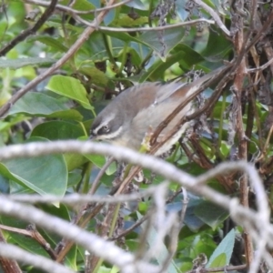 Sericornis frontalis at Narooma, NSW - 8 Jul 2023 12:17 PM