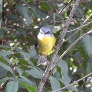 Eopsaltria australis at Narooma, NSW - 9 Jul 2023