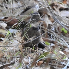 Psophodes olivaceus (Eastern Whipbird) at Narooma, NSW - 9 Jul 2023 by GlossyGal