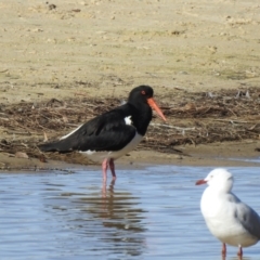 Haematopus longirostris (Australian Pied Oystercatcher) at Narooma, NSW - 9 Jul 2023 by GlossyGal