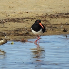 Haematopus longirostris at Narooma, NSW - suppressed