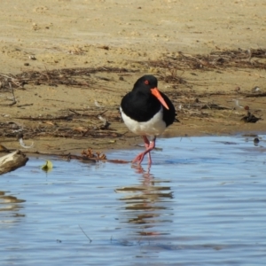 Haematopus longirostris at Narooma, NSW - suppressed