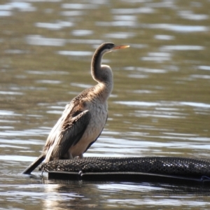 Anhinga novaehollandiae at Narooma, NSW - 9 Jul 2023