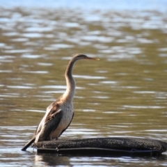 Anhinga novaehollandiae at Narooma, NSW - 9 Jul 2023 03:48 PM