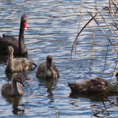 Cygnus atratus (Black Swan) at Gordon, ACT - 18 Jul 2023 by RodDeb