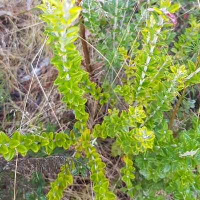 Oxylobium ellipticum (Common Shaggy Pea) at Rendezvous Creek, ACT - 17 Jul 2023 by HappyWanderer