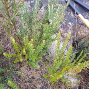 Oxylobium ellipticum at Rendezvous Creek, ACT - 18 Jul 2023