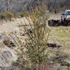 Acacia pravissima (Wedge-leaved Wattle, Ovens Wattle) at Namadgi National Park - 18 Jul 2023 by HappyWanderer