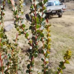 Acacia pravissima at Rendezvous Creek, ACT - 18 Jul 2023