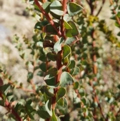 Acacia pravissima at Rendezvous Creek, ACT - 18 Jul 2023 11:35 AM