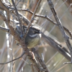 Sericornis frontalis (White-browed Scrubwren) at Molonglo Valley, ACT - 16 Jul 2023 by Steve_Bok