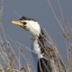 Microcarbo melanoleucos (Little Pied Cormorant) at Molonglo Valley, ACT - 16 Jul 2023 by SteveBorkowskis