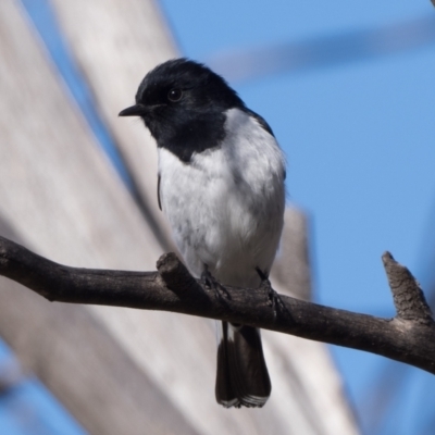 Melanodryas cucullata cucullata (Hooded Robin) at Namadgi National Park - 16 Jul 2023 by patrickcox