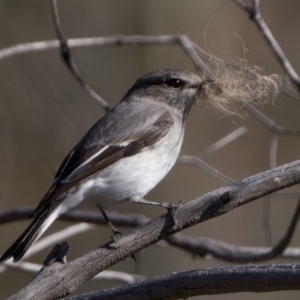 Melanodryas cucullata cucullata at Tennent, ACT - suppressed