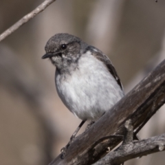 Melanodryas cucullata cucullata at Tennent, ACT - suppressed