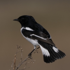 Melanodryas cucullata cucullata (Hooded Robin) at Namadgi National Park - 16 Jul 2023 by patrickcox