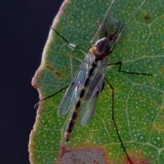 Chironomidae (family) (Non-biting Midge) at Higgins, ACT - 1 Jul 2023 by Untidy