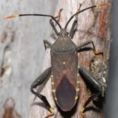 Amorbus sp. (genus) at Ormiston, QLD - 15 Jul 2023 by TimL