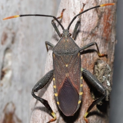 Unidentified Other true bug at Ormiston, QLD - 15 Jul 2023 by TimL