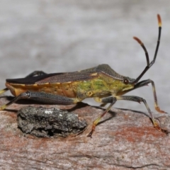 Amorbus alternatus at Ormiston, QLD - 15 Jul 2023 12:12 PM
