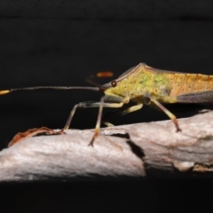 Amorbus alternatus at Ormiston, QLD - 15 Jul 2023 12:12 PM