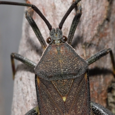 Unidentified Shield, Stink or Jewel Bug (Pentatomoidea) at Ormiston, QLD - 15 Jul 2023 by TimL