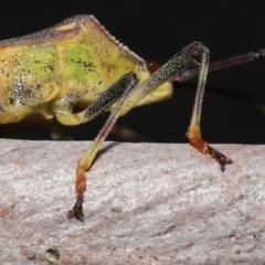 Amorbus alternatus at Ormiston, QLD - 15 Jul 2023 12:13 PM
