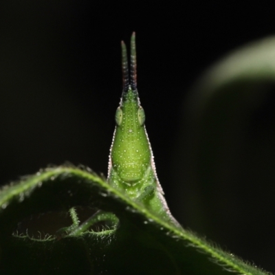 Atractomorpha similis (Northern Grass Pyrgimorph) at Ormiston, QLD - 15 Jul 2023 by TimL