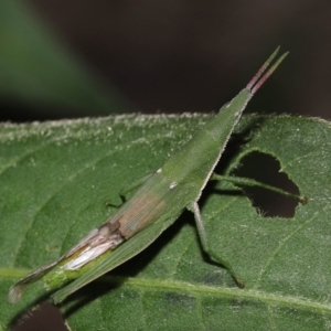 Atractomorpha similis at Ormiston, QLD - 15 Jul 2023 12:03 PM