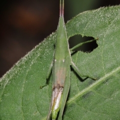 Atractomorpha similis at Ormiston, QLD - 15 Jul 2023 12:03 PM