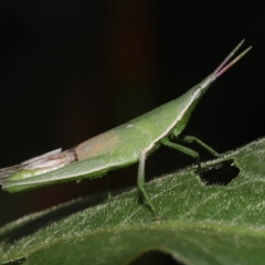 Atractomorpha similis at Ormiston, QLD - 15 Jul 2023 12:03 PM