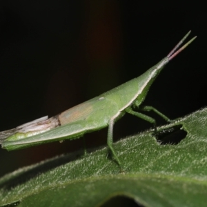 Atractomorpha similis at Ormiston, QLD - 15 Jul 2023 12:03 PM