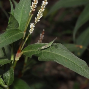 Atractomorpha similis at Ormiston, QLD - 15 Jul 2023 12:03 PM