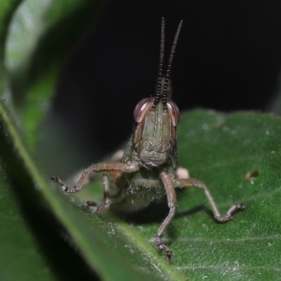 Valanga irregularis at Ormiston, QLD - 15 Jul 2023 by TimL