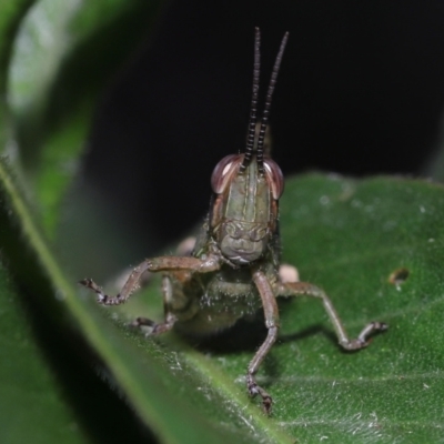 Unidentified Grasshopper (several families) at Ormiston, QLD - 15 Jul 2023 by TimL