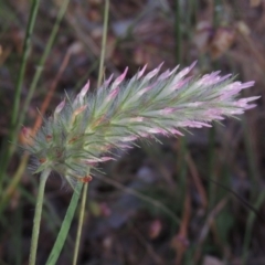 Trifolium angustifolium (Narrowleaf Clover) at Bowning, NSW - 11 Dec 2022 by michaelb