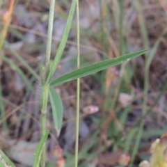 Trifolium angustifolium at Bowning, NSW - 11 Dec 2022 05:23 PM