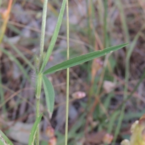 Trifolium angustifolium at Bowning, NSW - 11 Dec 2022 05:23 PM