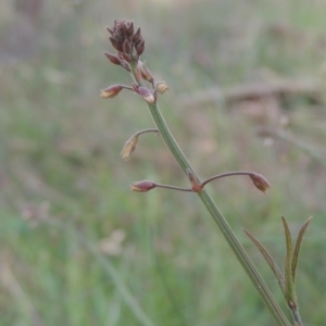 Grona varians at Bowning, NSW - 11 Dec 2022 05:25 PM