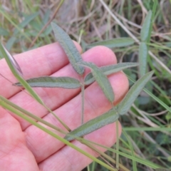 Grona varians at Bowning, NSW - 11 Dec 2022 05:25 PM